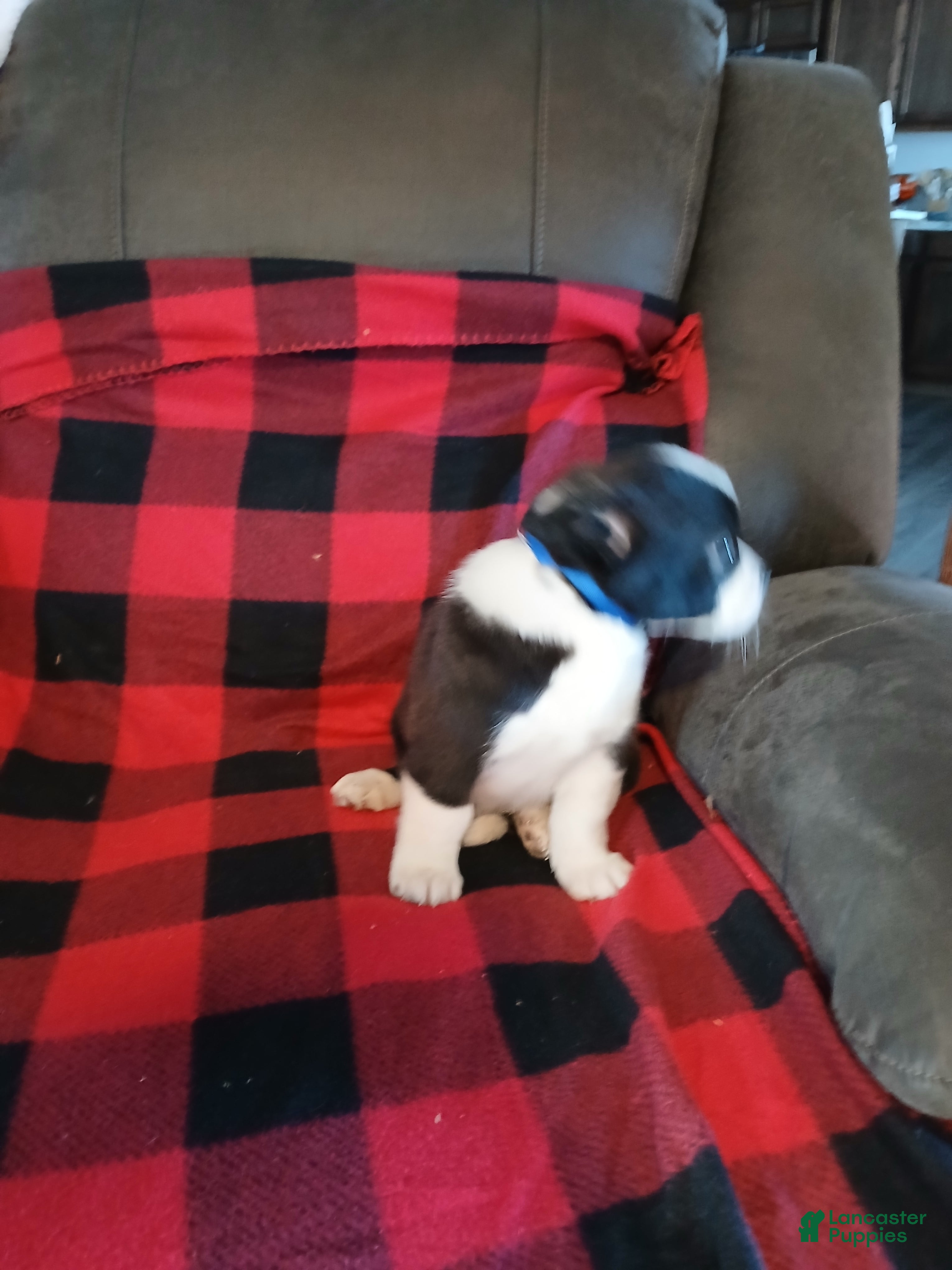 Boston Terrier dogs Boston Terrier Puppy 2 - Ad 30
