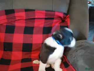 Boston Terrier dogs Boston Terrier Puppy 2 - Ad 30