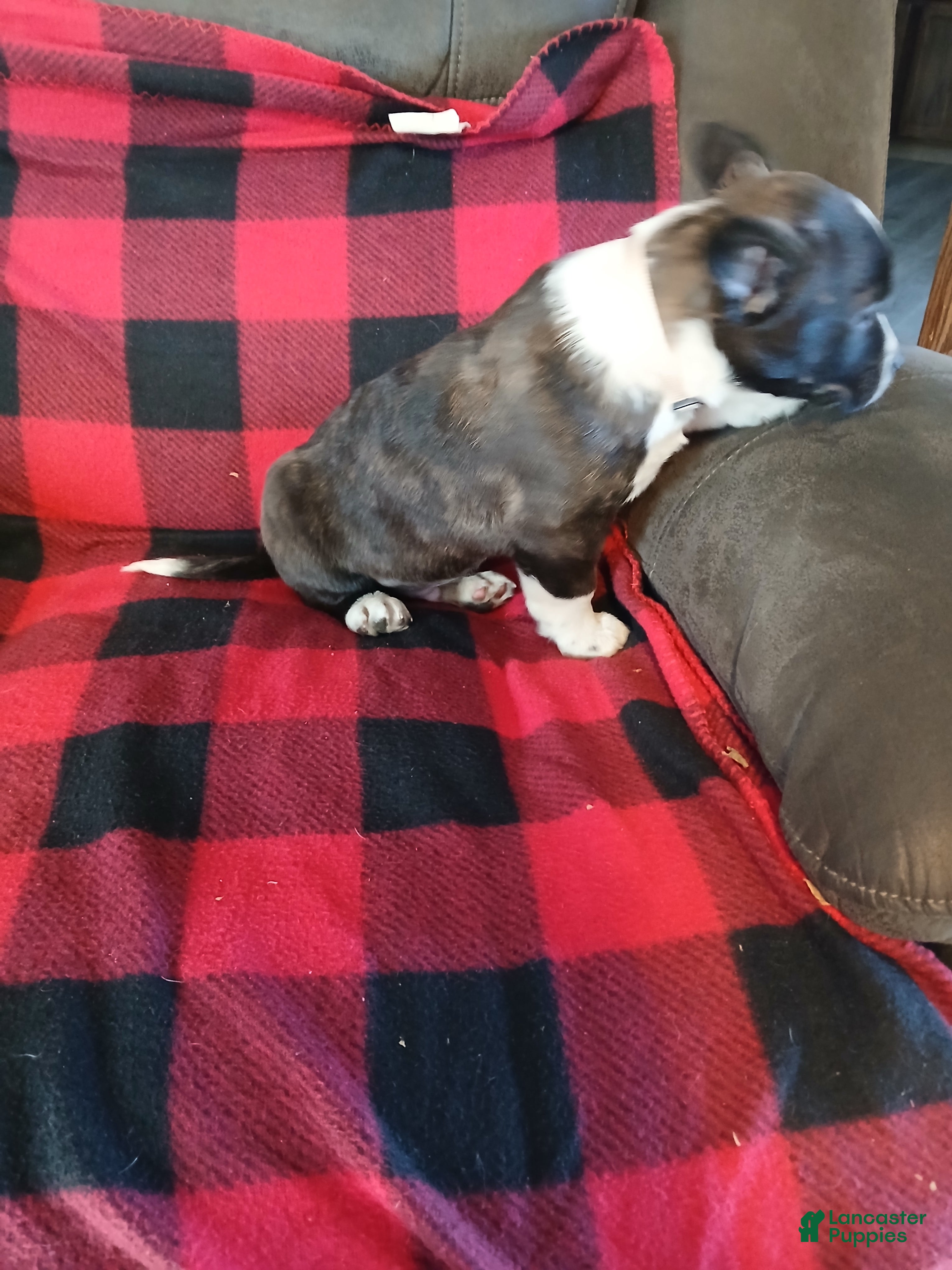 Boston Terrier dogs Boston Terrier Puppy 3 - Ad 17