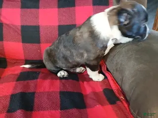 Boston Terrier dogs Boston Terrier Puppy 3 - Ad 17