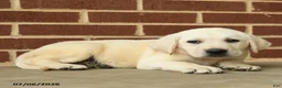 Labrador Retriever dogs for sale: Dunkin - Ad 4