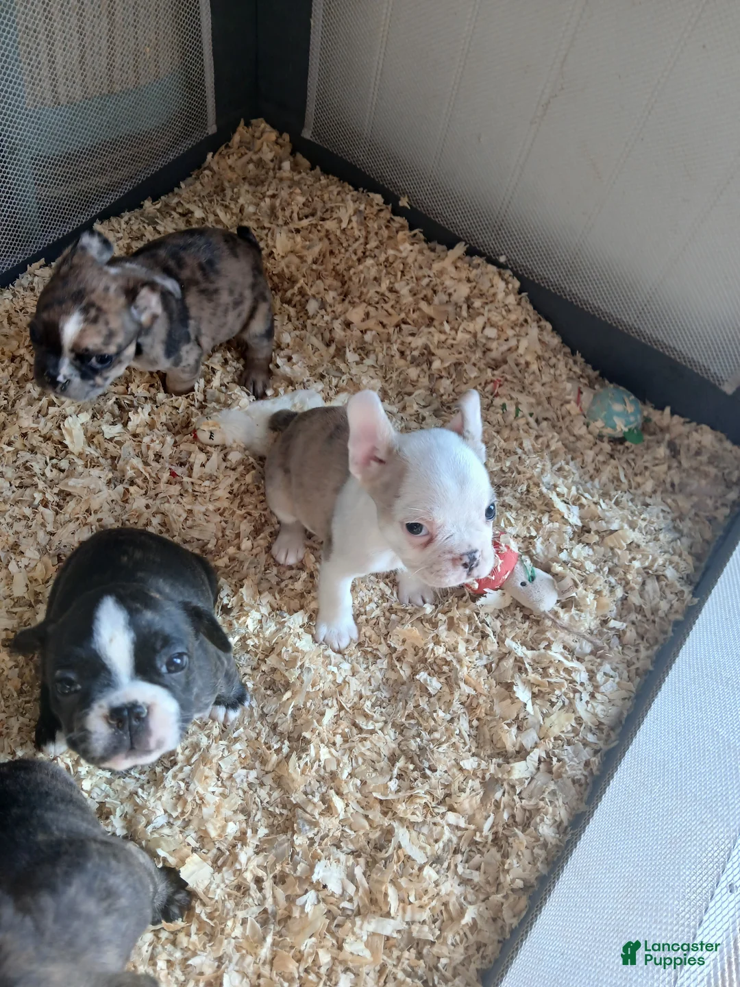 Frenchton dogs for sale: Gremlin/Cheetah - Ad 2