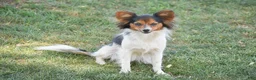 Papillon dogs for sale: Flower - Ad 5