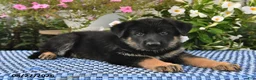 German Shepherd dogs for sale: Atlas - Ad 2