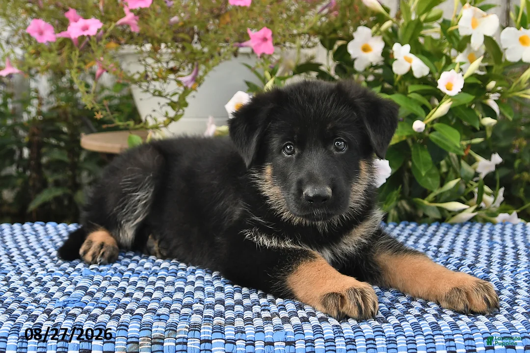 German Shepherd dogs for sale: Atlas - Ad 2