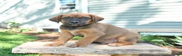 Mixed Breed dogs for sale: Sawyer - Ad 3