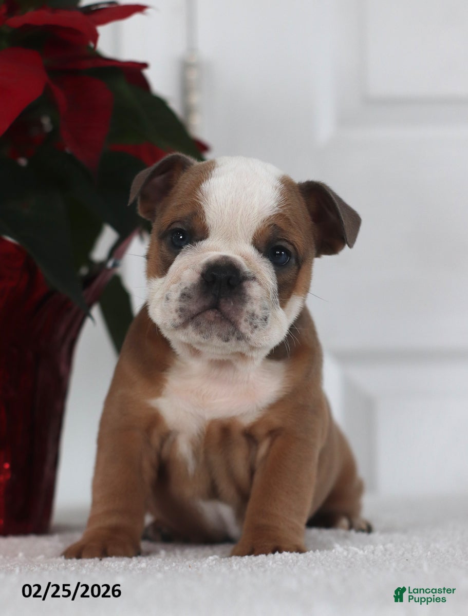 English Bulldog dogs Rex - Ad 2