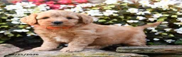 Mini Goldendoodle dogs for sale: Jordan - Ad 4