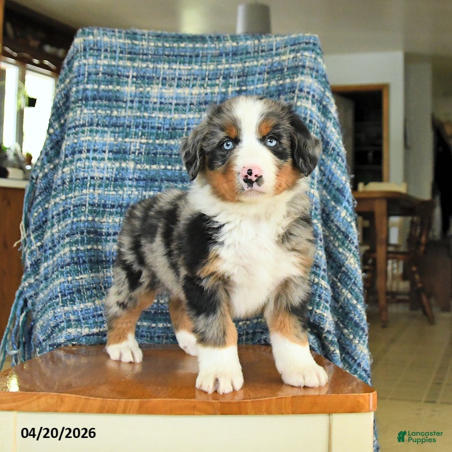 Mixed Breed dogs Bear - Ad 1