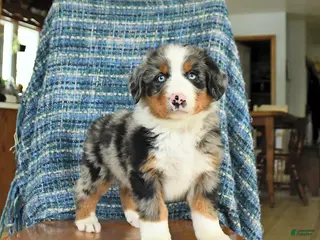 Mixed Breed dogs for sale: Bear - Ad 2