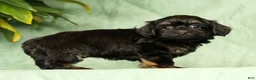 Havapoo dogs for sale: Tiffany - Ad 5