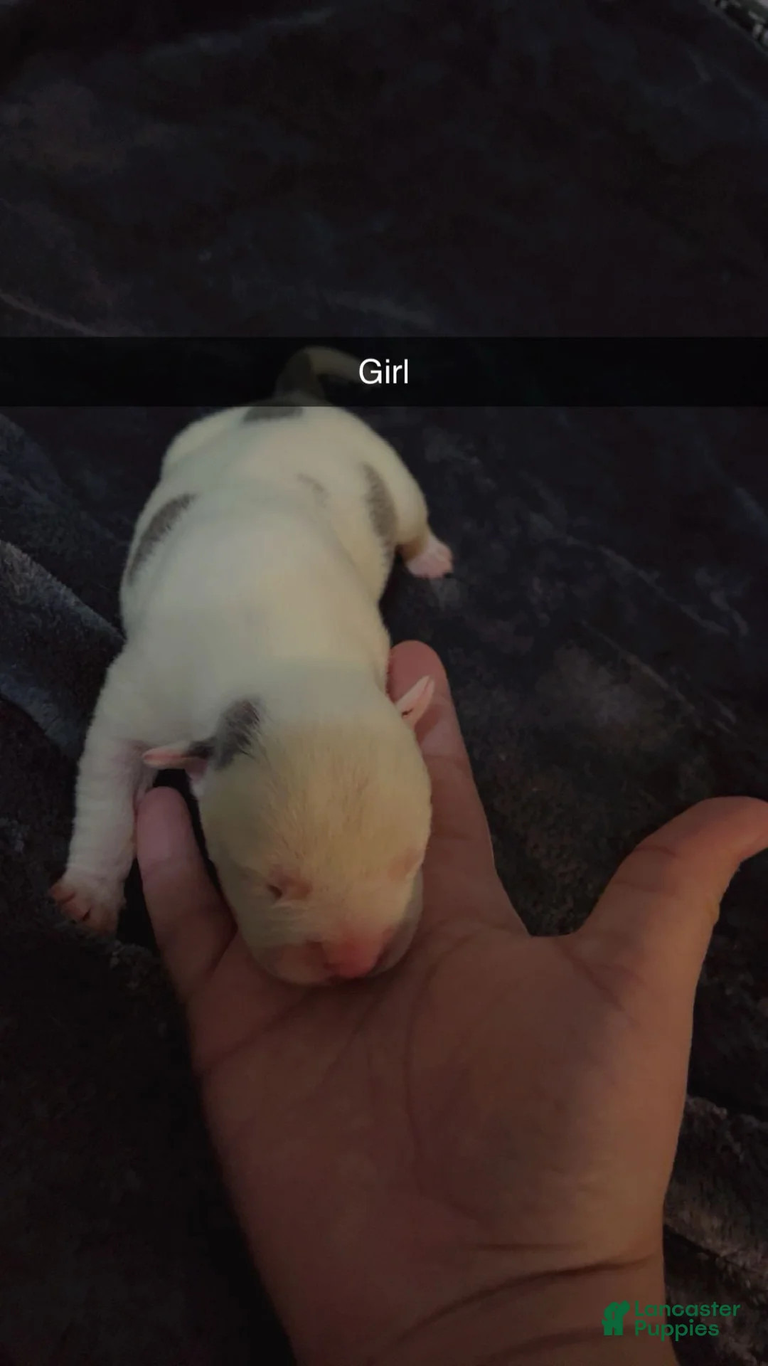 Mixed Breed dogs for sale: Mixed Breed Puppy 2 - Ad 1