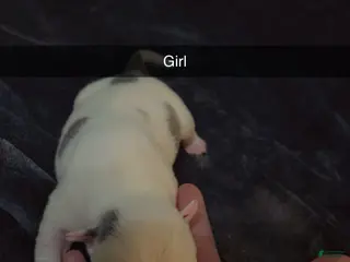 Mixed Breed dogs Mixed Breed Puppy 2 - Ad 22