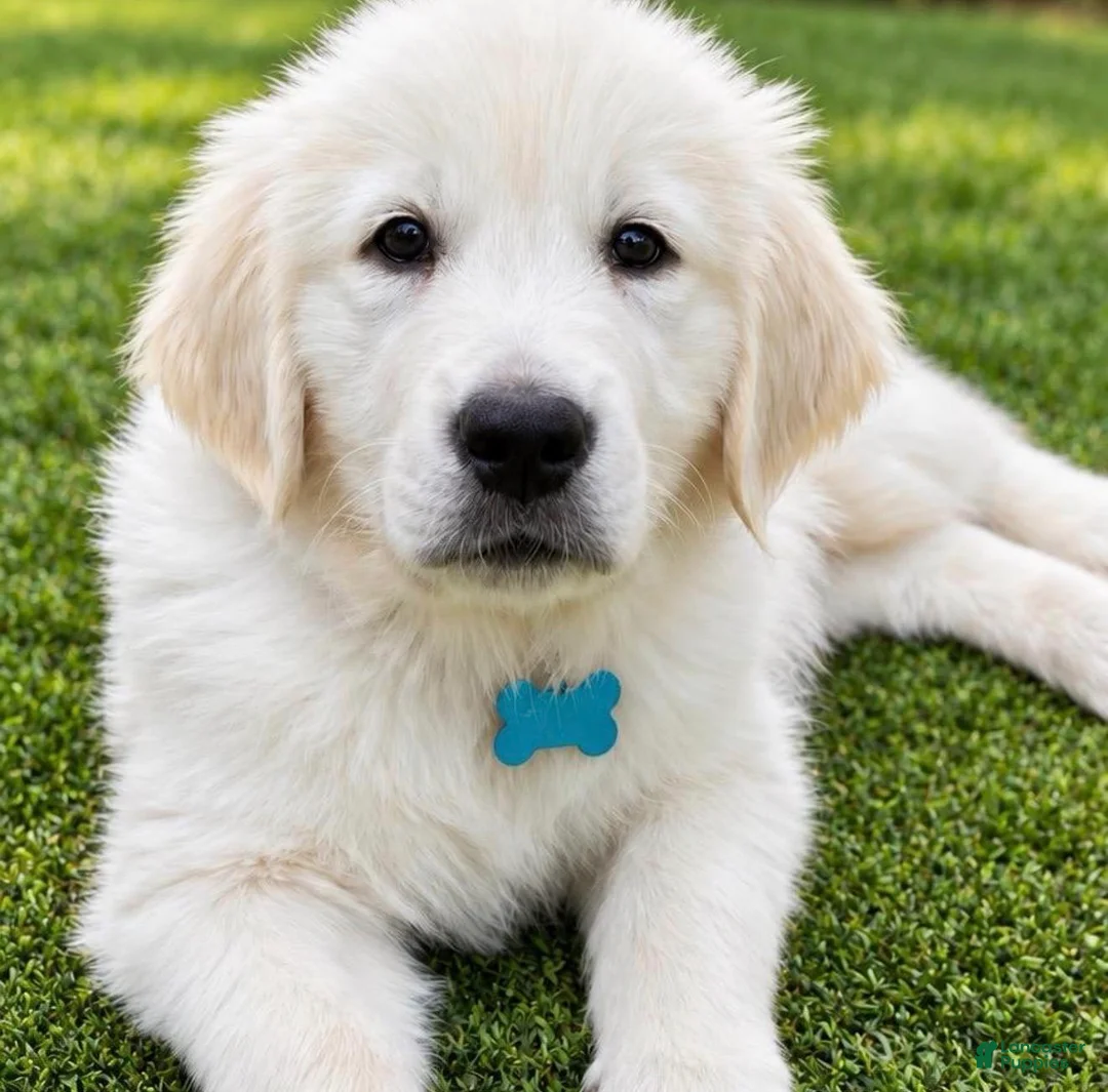 Golden Retriever dogs for sale: Archie - Ad 1