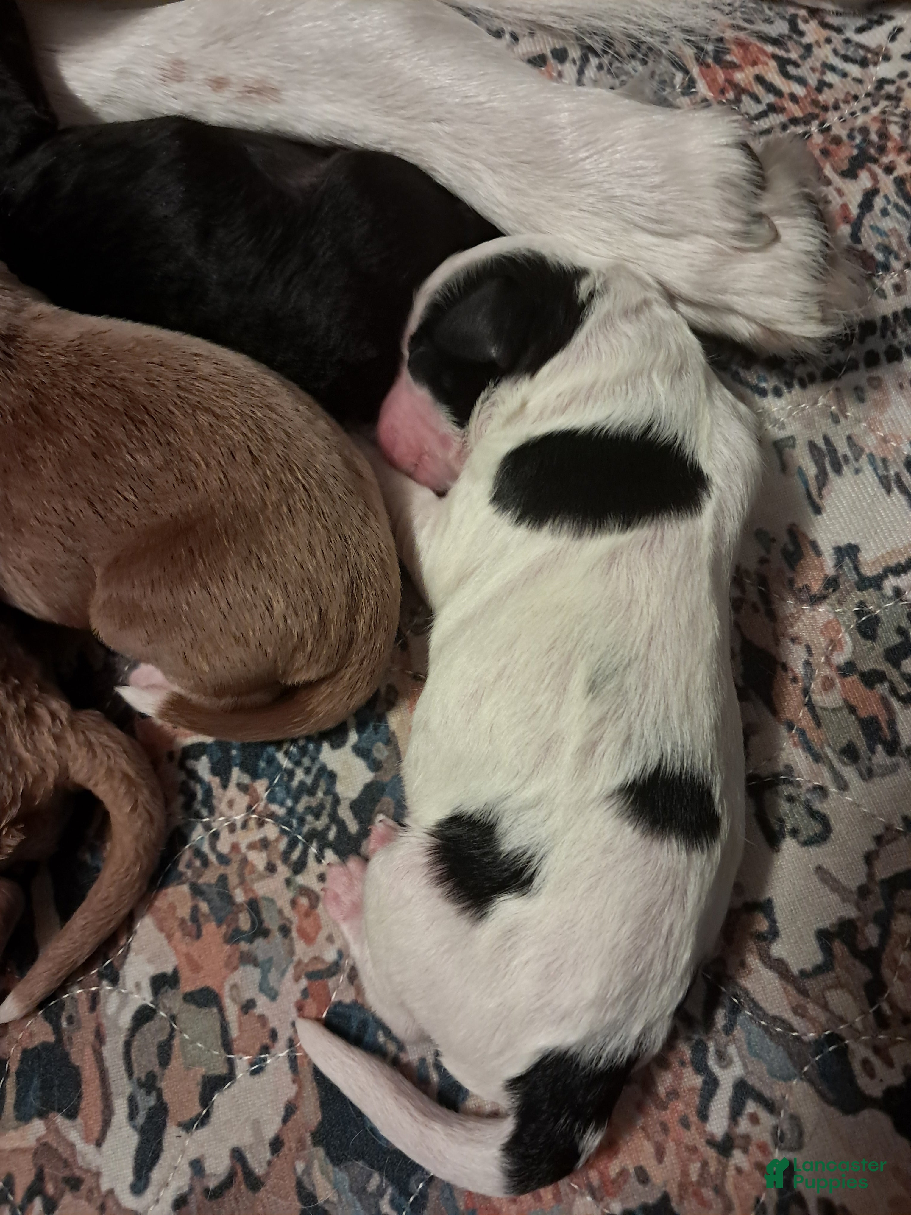 Double Doodle dogs Ezra - Ad 1