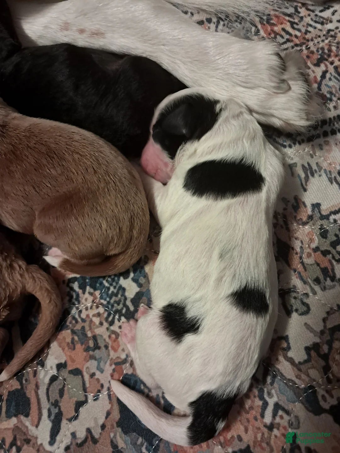Double Doodle dogs for sale: Ezra - Ad 1