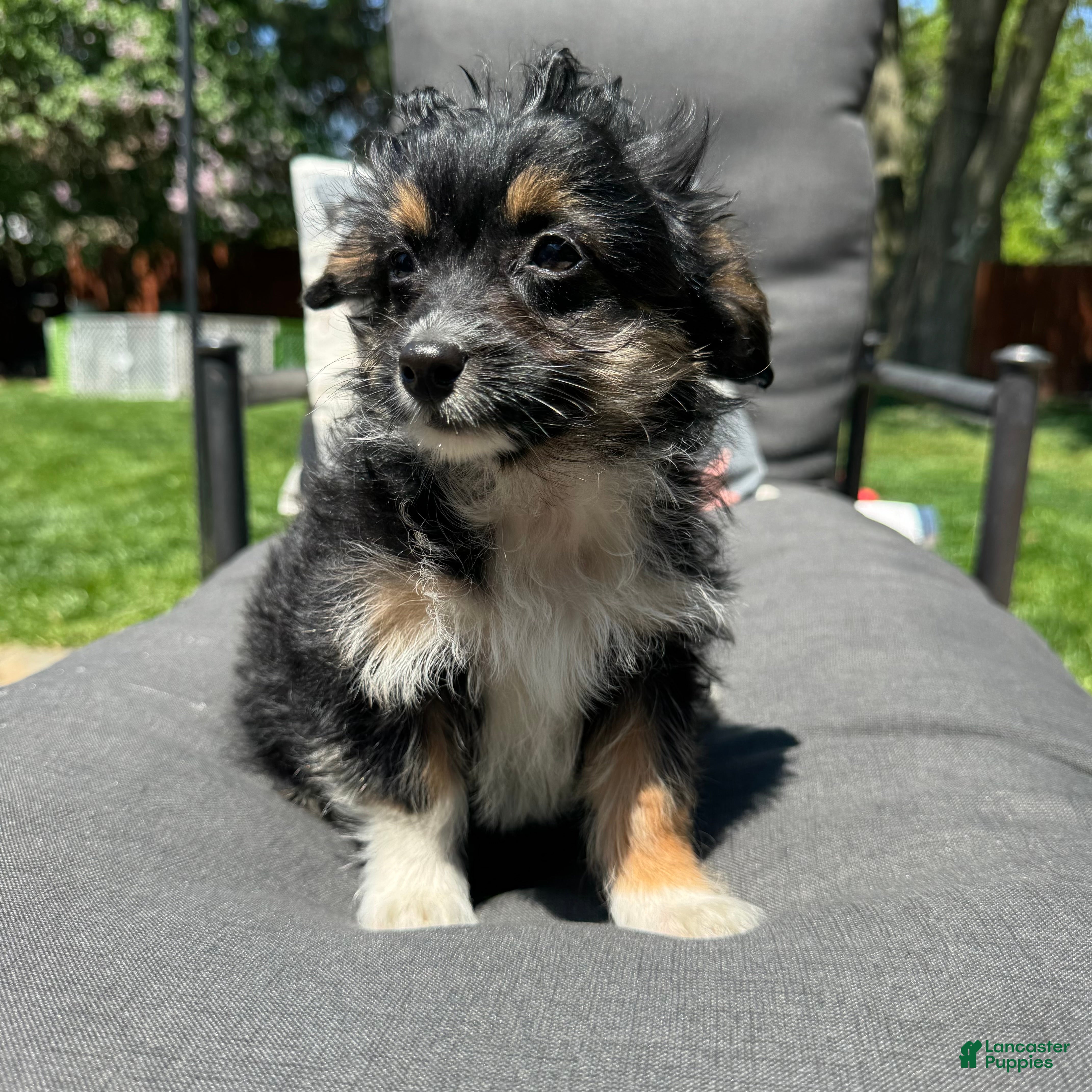 Mixed Breed dogs Willy  - Ad 35