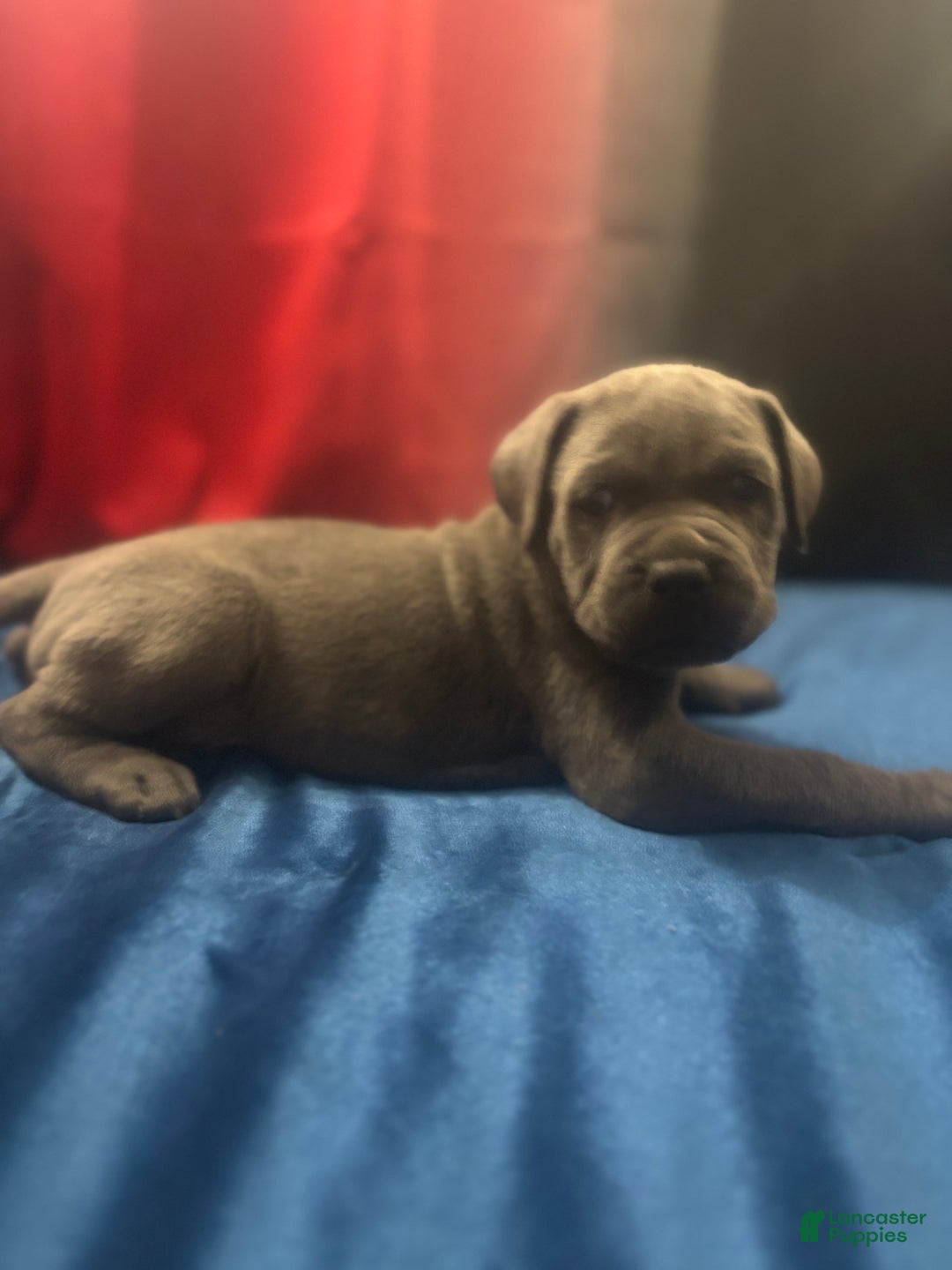 Cane Corso dogs for sale: Stella - Ad 1