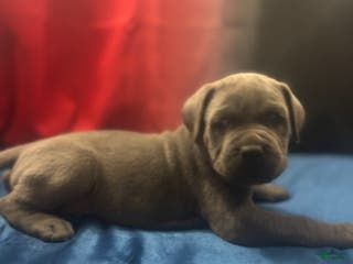 Cane Corso dogs Stella - Ad 11