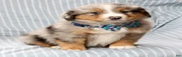 Australian Shepherd dogs for sale: Kayce - Ad 7