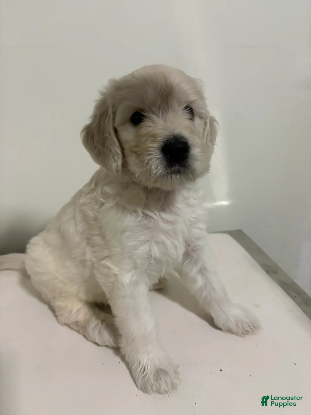 Goldendoodle dogs for sale: Olaf - Ad 6