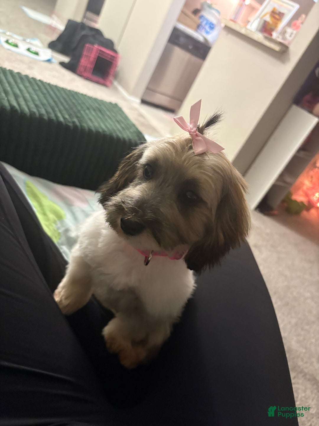 Havapoo dogs for sale: Stormi - Ad 2