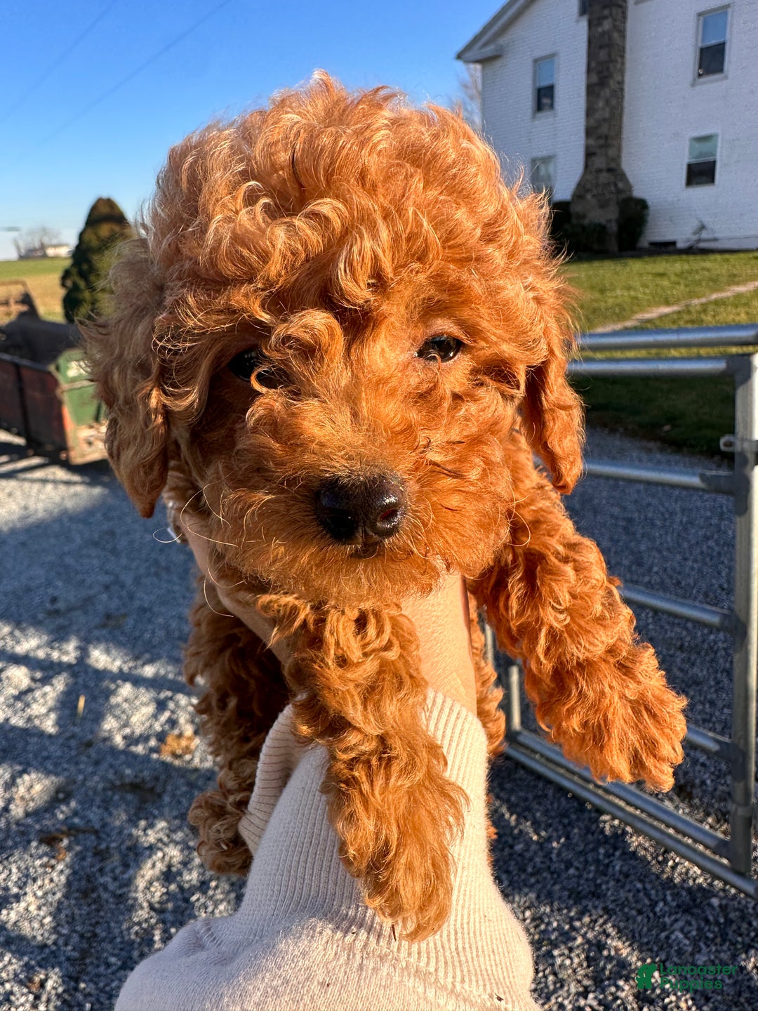 Toy Poodle dogs for sale: Buddy - Ad 6