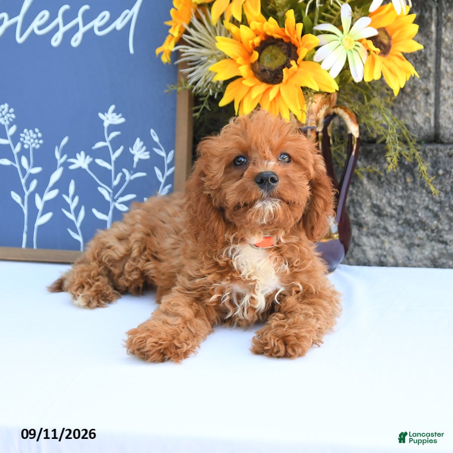 Cavapoo dogs Lennon - Ad 2