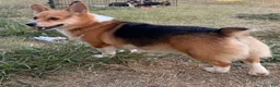 Welsh Corgi Pembroke dogs for sale: Welsh Corgi Pembroke 1 - Ad 3