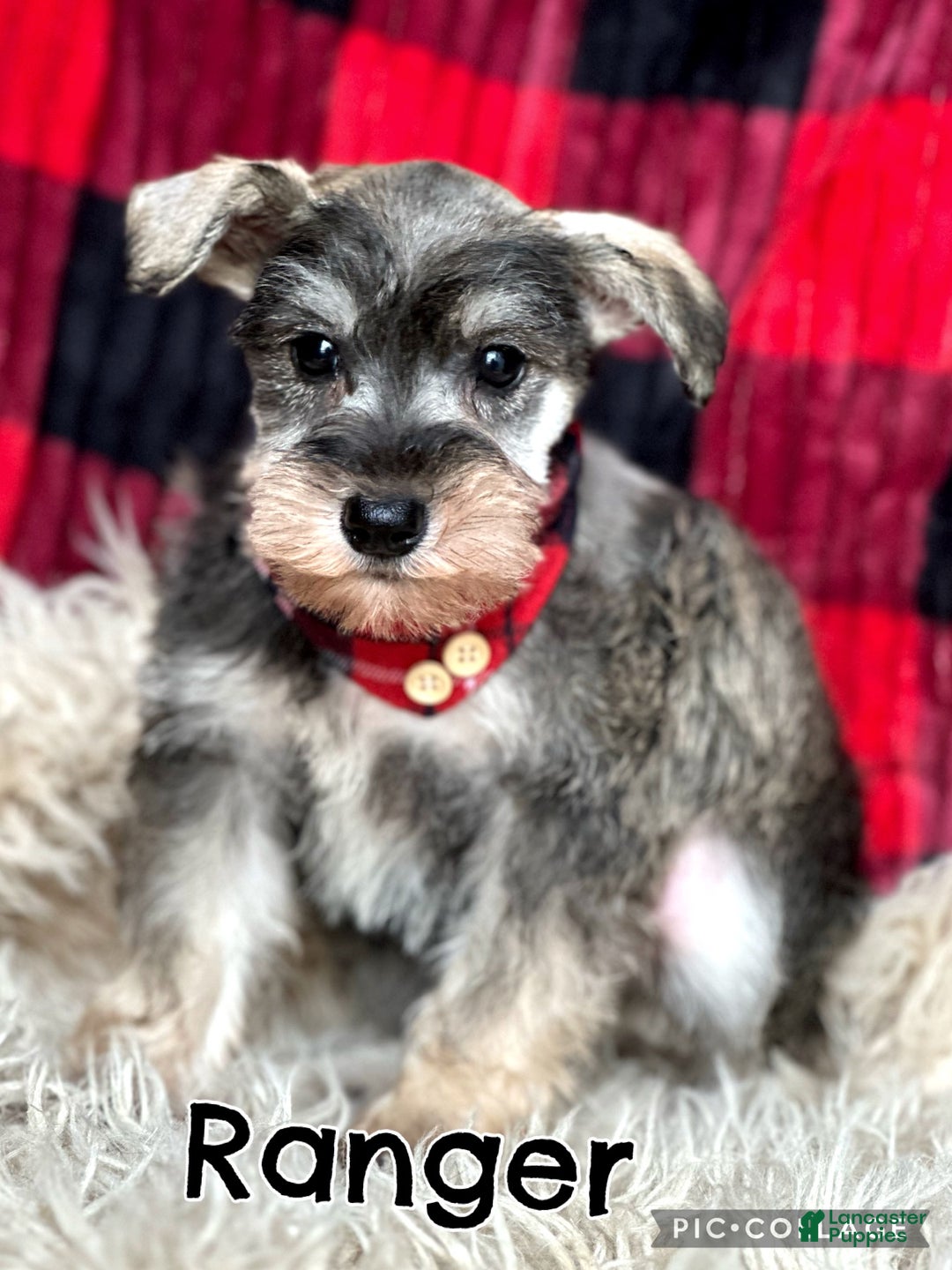 Miniature Schnauzer dogs for sale: Raven - Ad 3