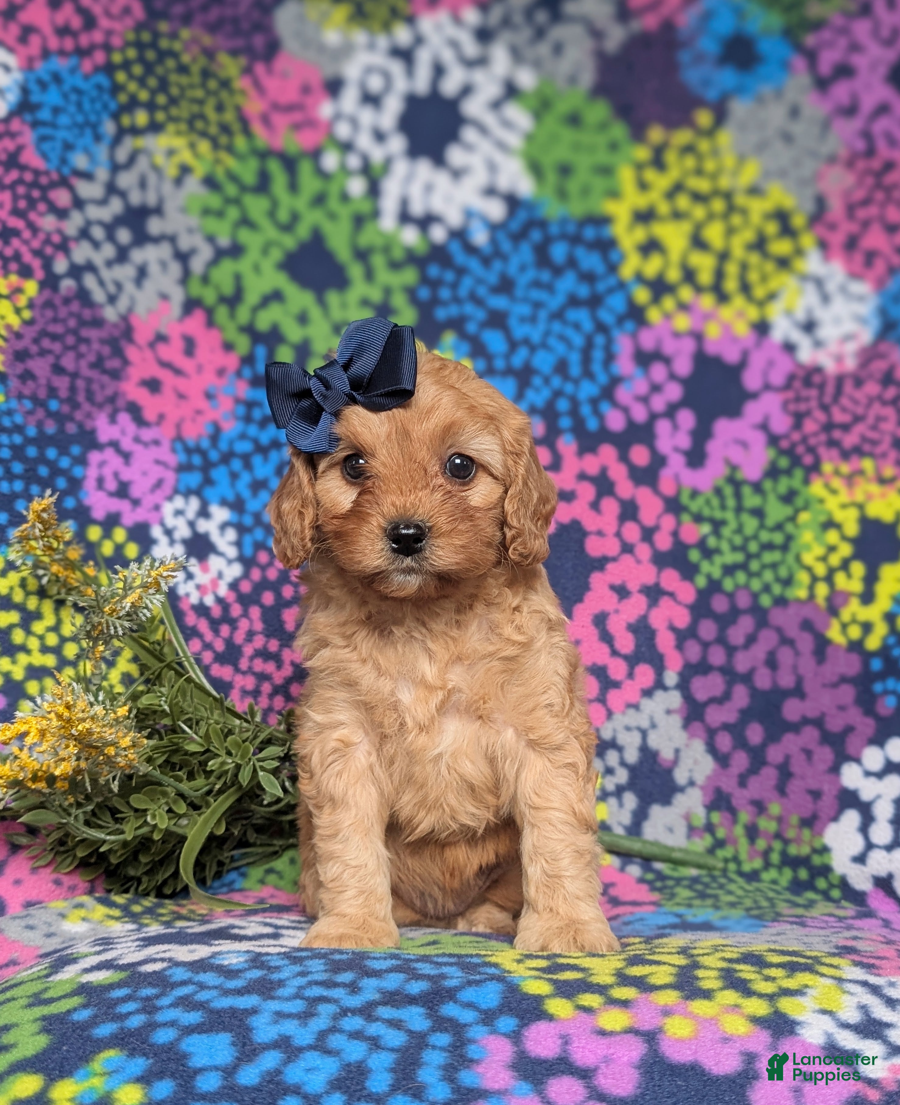 Cavapoo dogs for sale: Karissa - Ad 2