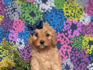 Cavapoo dogs for sale: Karissa - Ad 2