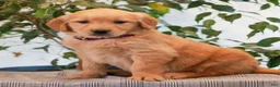 Golden Retriever dogs for sale: Petunia  - Ad 3