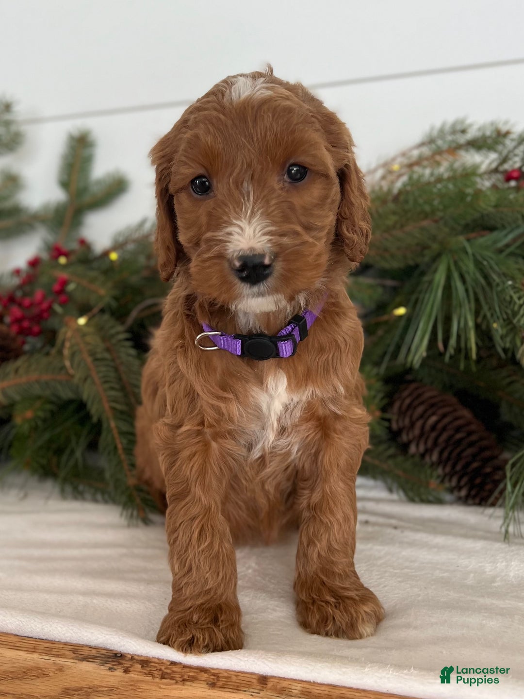 Irish Doodle dogs for sale: Aspen - Ad 3