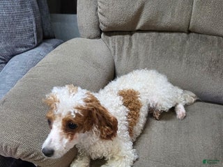 Toy Poodle dogs - Ad 6