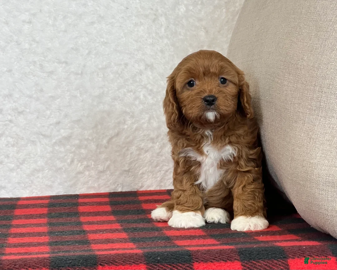 Cavapoo dogs for sale: Cupid - Ad 6