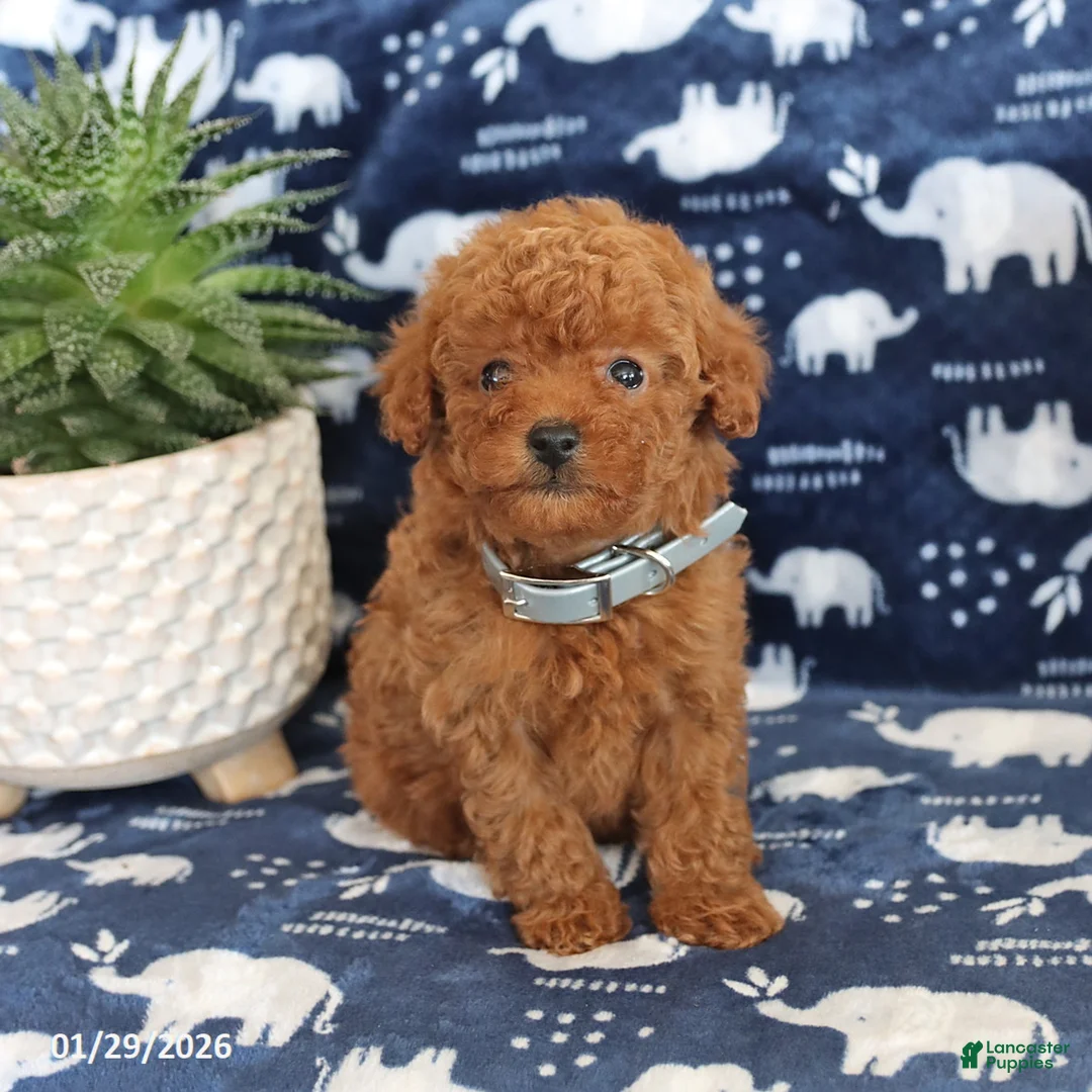 Miniature Poodle dogs for sale: Owen - Ad 3