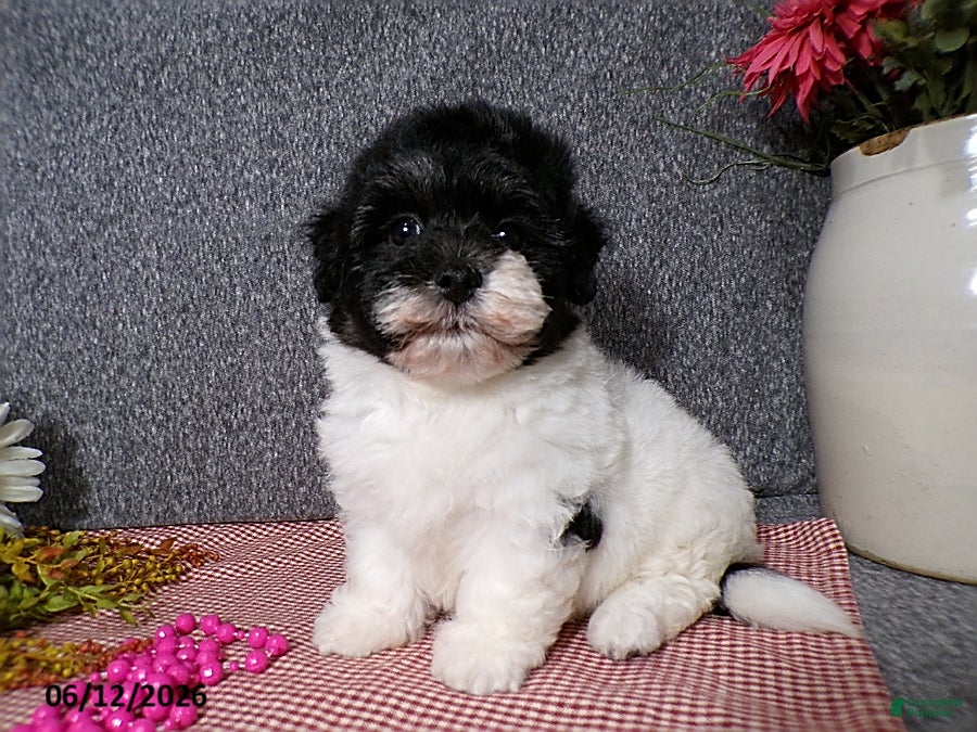 Havanese dogs Sugar - Ad 1