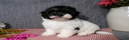 Havanese dogs for sale: Sugar - Ad 1