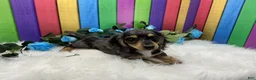 Dachshund dogs for sale: Dachshund Puppy 1 - Ad 4