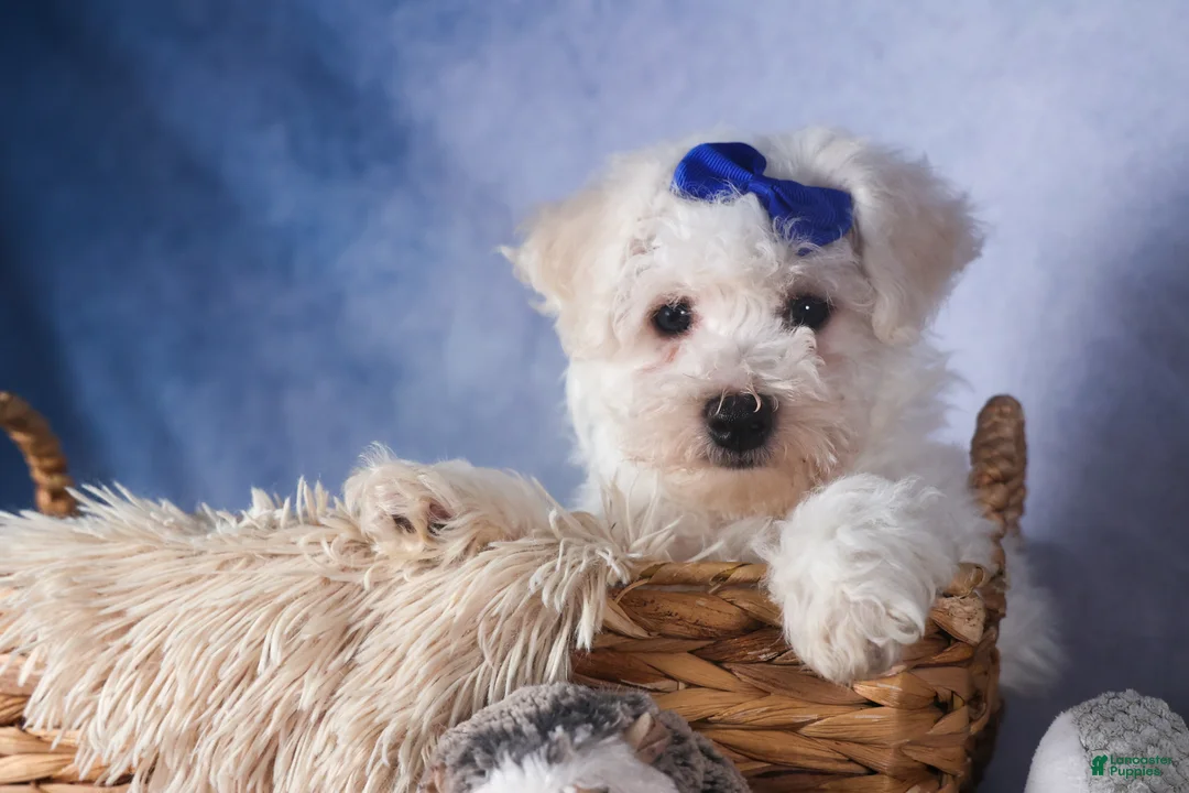 Bichon Frise dogs for sale: Dakota - Ad 15