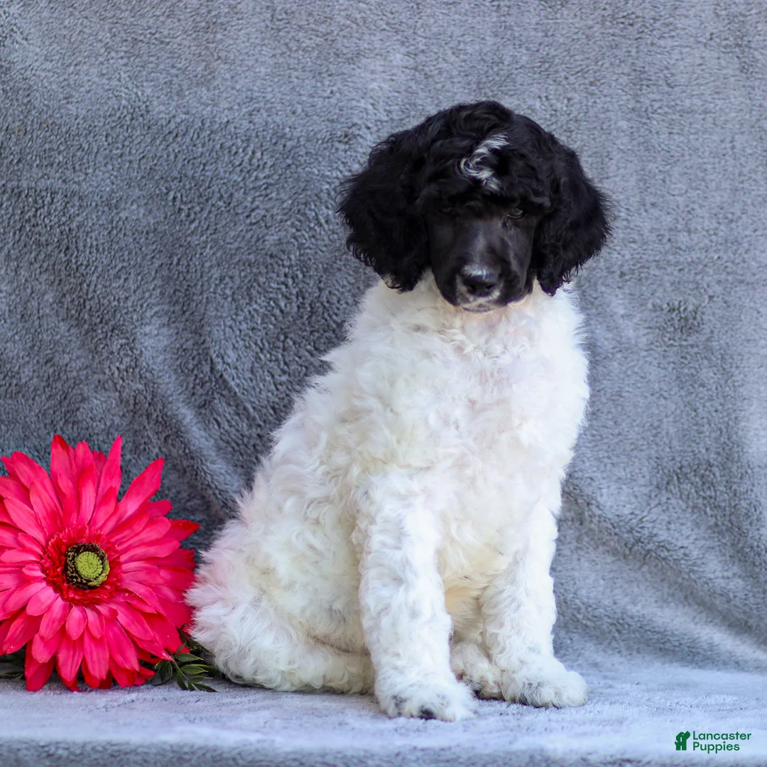 Standard Poodle dogs for sale: Flash - Ad 2