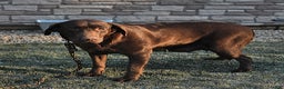 Labrador Retriever dogs for sale: Cody - Ad 6
