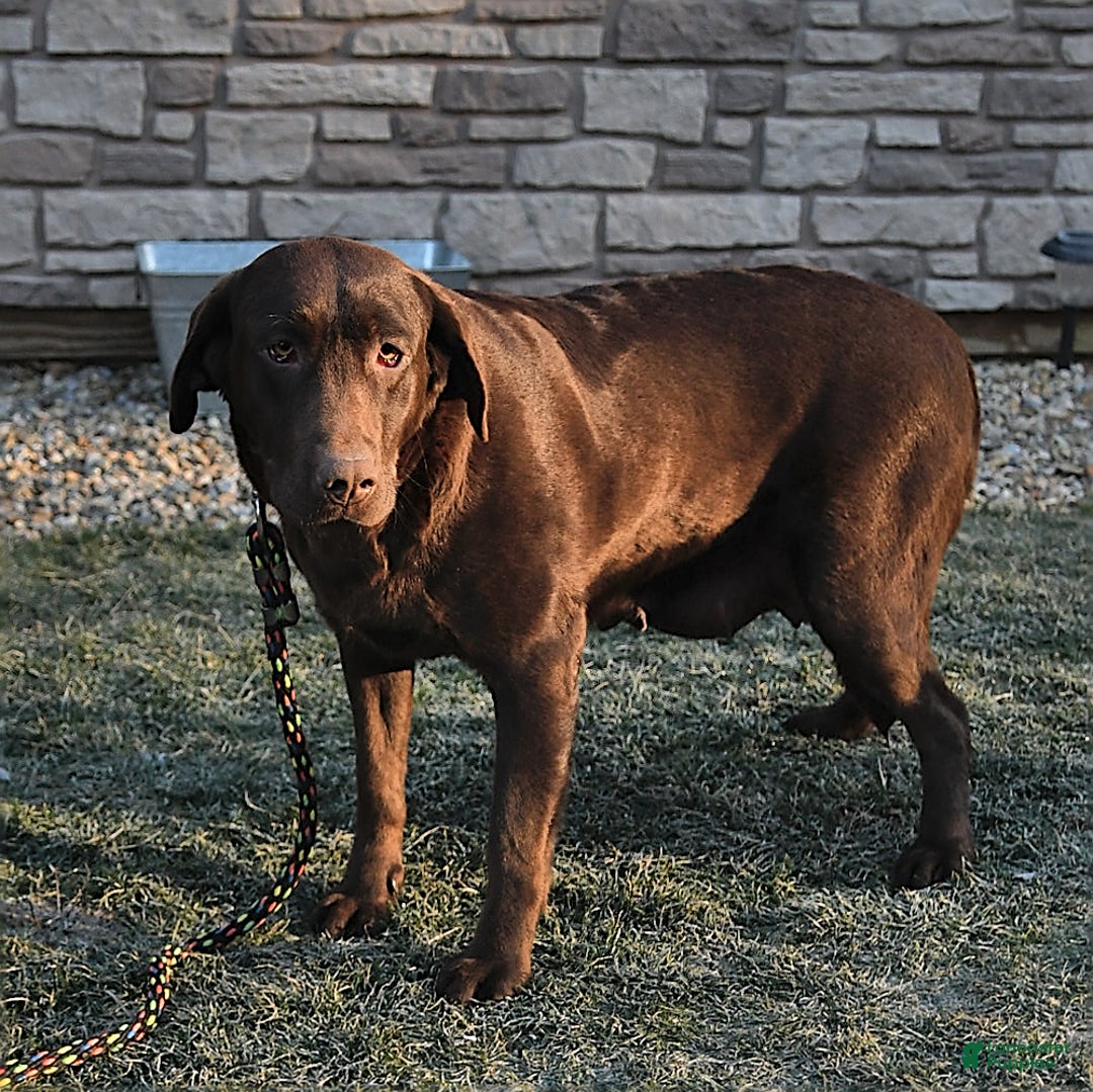 Labrador Retriever dogs for sale: Cody - Ad 6