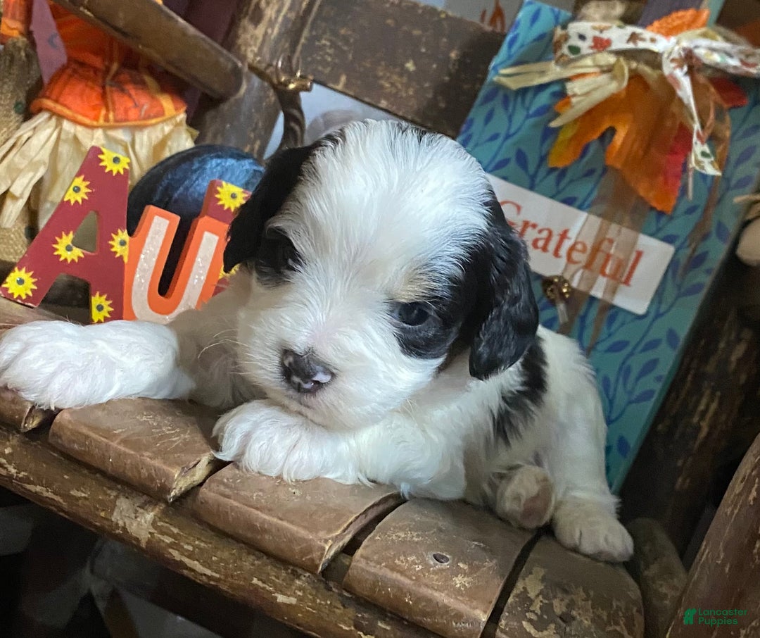 Cavapoo dogs for sale: Cavapoo Puppy 1 - Ad 6