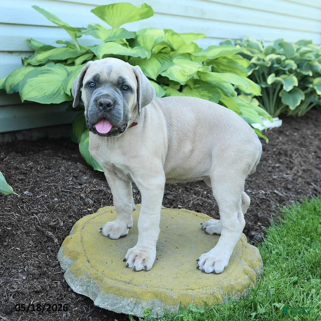 Cane Corso dogs for sale: Kayla - Ad 3