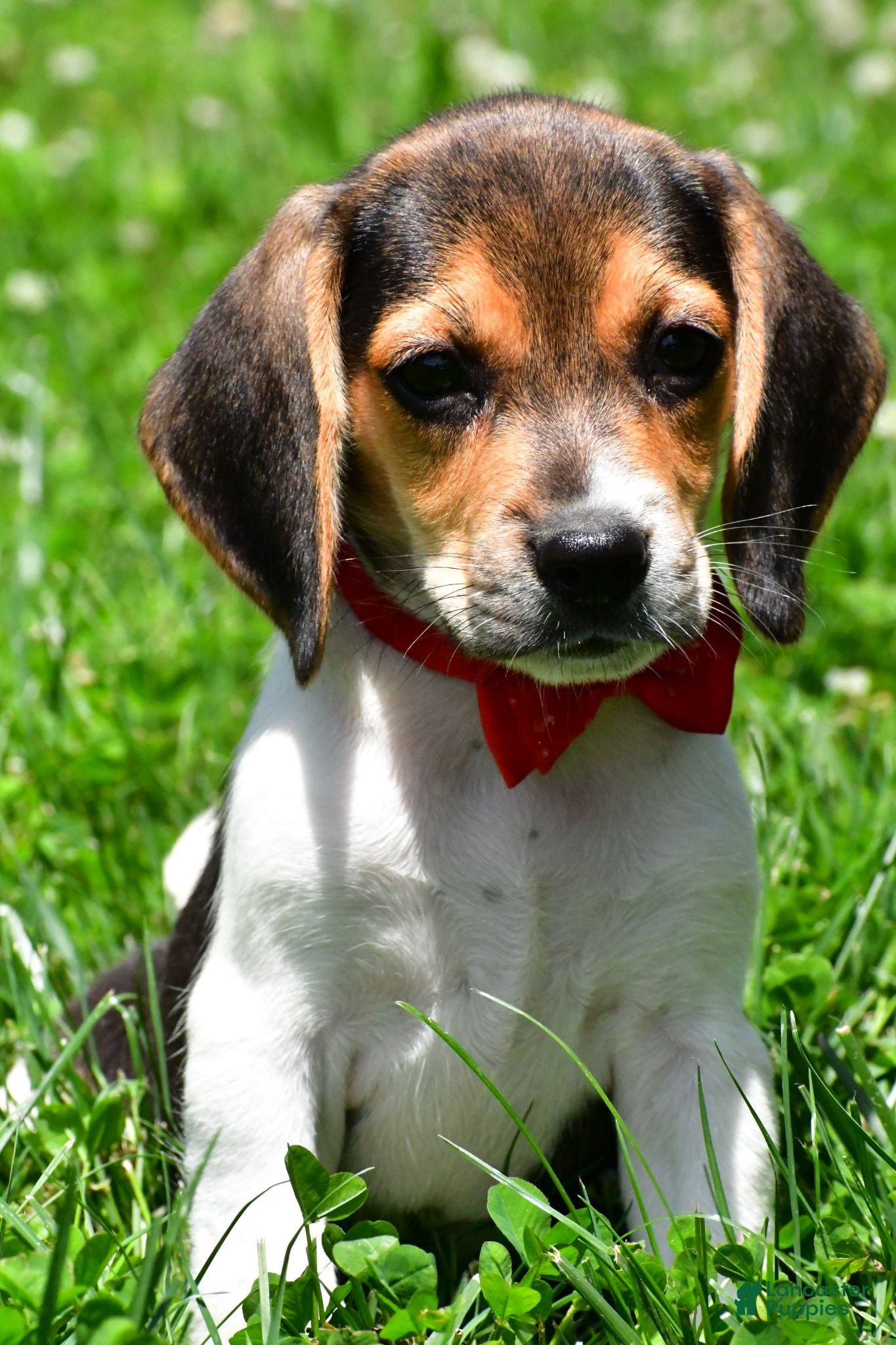 Beagle dogs Vance - Ad 1