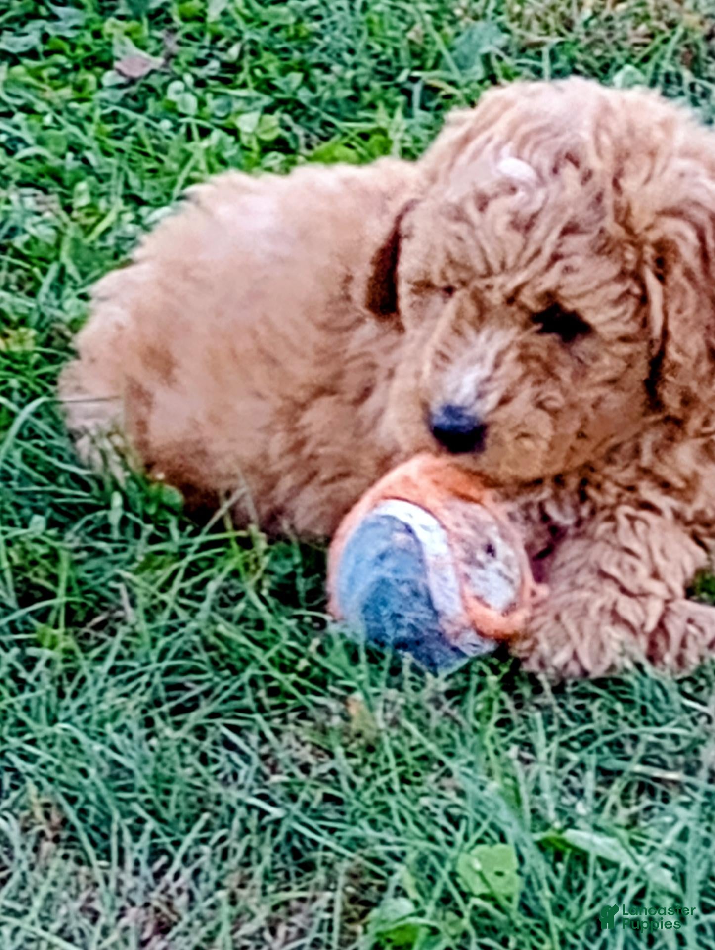 Mini Goldendoodle dogs Mountain Goldendoodle - Hazel - Ad 2