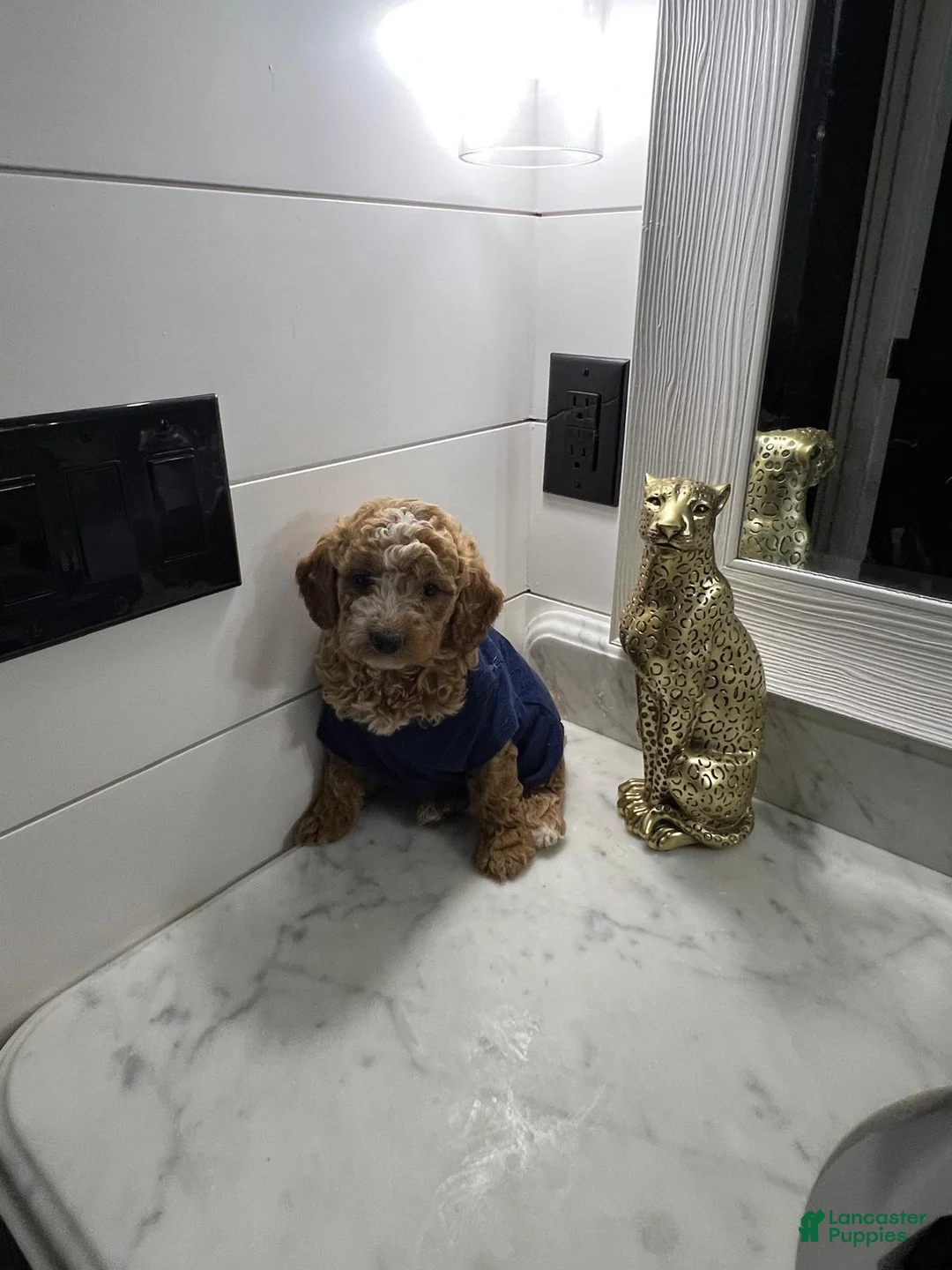 Toy Poodle dogs for sale: Biscuit 🤎 - Ad 5