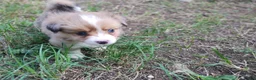 Mixed Breed dogs for sale: Pipsqueak  - Ad 2